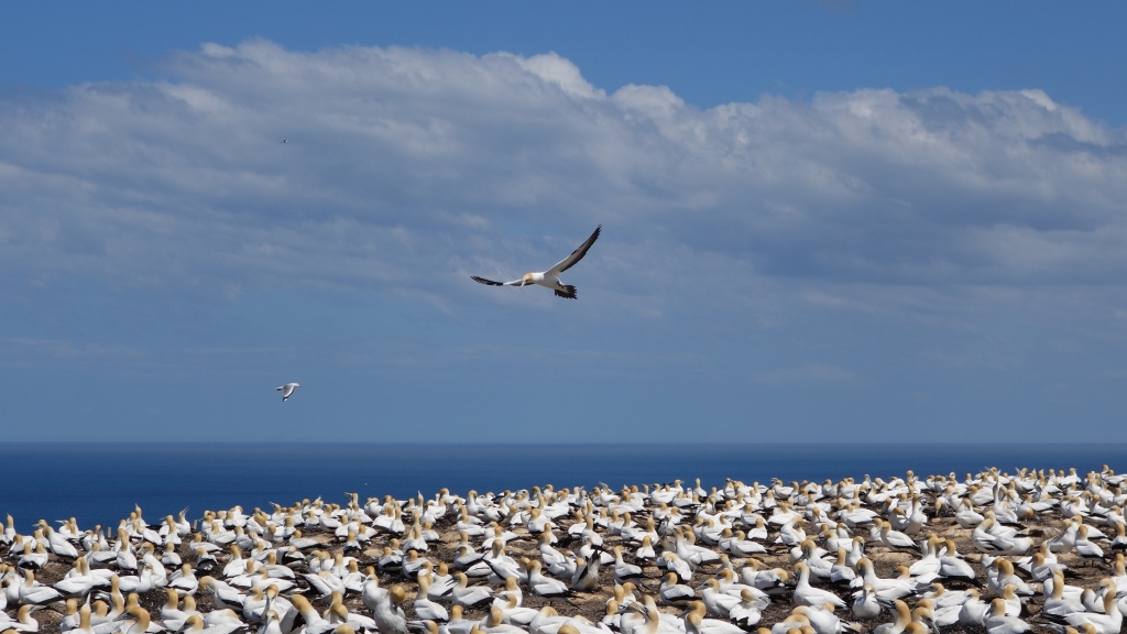 Gannets am Cape Kidnapers