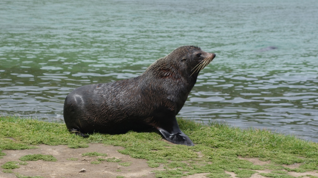 Fur Seal auf den Otago Peninsula